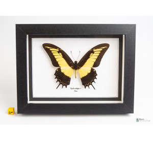 Papilio androgeus