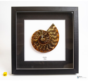 Cleoniceras sp. (Ammonite...